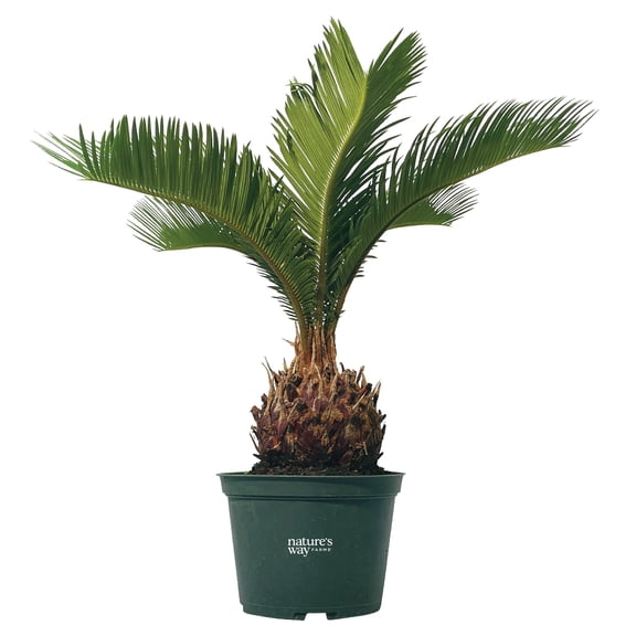 Nature’s Way Farms Cycad Revoluta Sago Palm Indoor and Outdoor Live Plant (8-15in Tall) in Grower Pot