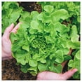 thumbnail image 2 of Everwilde Farms - 1/4 lb Salad Bowl Leaf Lettuce Seeds - Gold Vault Bulk Seed Packet, 2 of 3