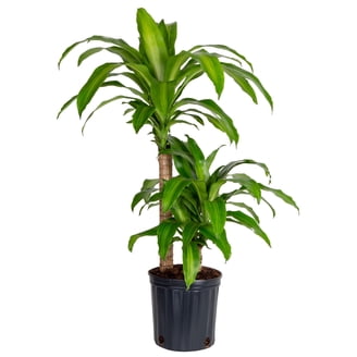 bella natural pineapple plant Bromeliad 'Yellow Pineapple' - 6