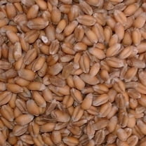Dibbs Seed GA Gore Wheat Seeds, Excellent Resistance to Hessian Fly and Rusts