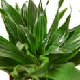 thumbnail image 4 of Dracaena Janet Craig Live Plant for Indoor | Different Houseplants in 4'' & 6'' Pot | Real House Plant for Living Room, Office, Desk & Bathroom | Dragon Tree, 4 of 6