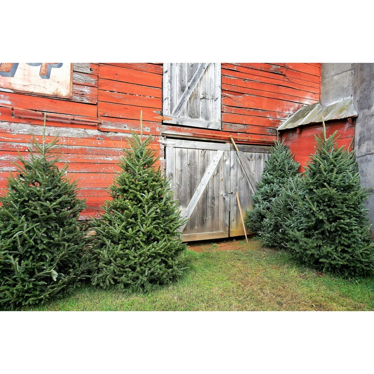 Christmas tree seeds deals