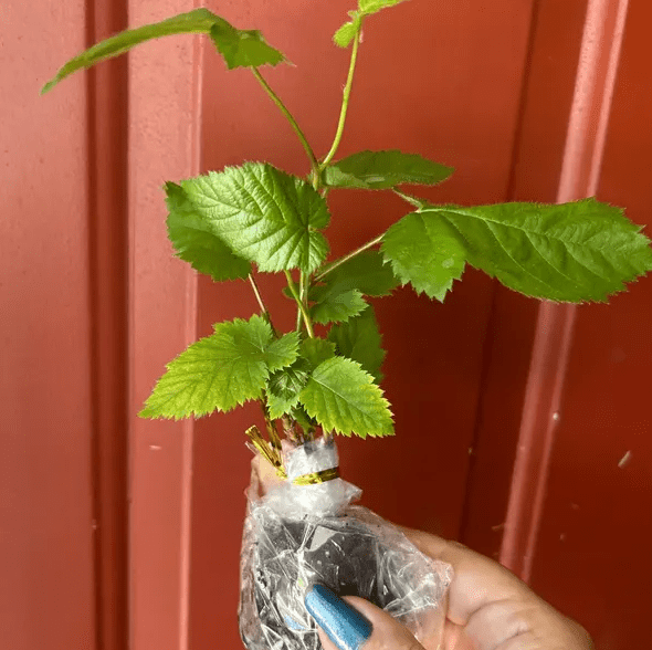 Set 2 Triple Crown Thornless Blackberry Plants Live for Planting, Thornless BlackBerry Plants for Indoor Garden 4 to 6 Inch Tall