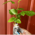 thumbnail image 6 of Set 2 Chester Blackberry Plants Live for Planting, Blackberries Plants Fruit Bushes Outdoor Garden 4 to 6 Inch Tall, 6 of 6