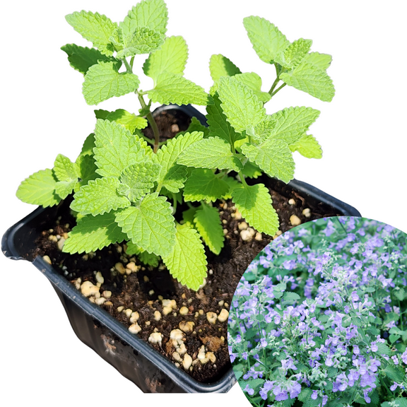 Catmint, Blue Wonder (Nepeta racemosa) Organic Plant in 2.5-inch Pot by Smoke Camp Crafts - Low-Growing Landscape Plant
