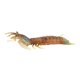 thumbnail image 4 of Modelo de animal marino realista CUTICAT Figuras Marinas 25g, 4 of 8
