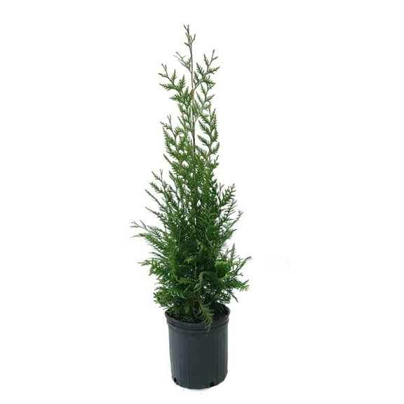 Expert Gardener 3-4 ft tall Green Giant Thuja Live Tree in 7-Gallon Grower Pot