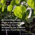 thumbnail image 5 of Suplemento Standard Process Congaplex, masticable, 90 comprimidos, 5 of 5