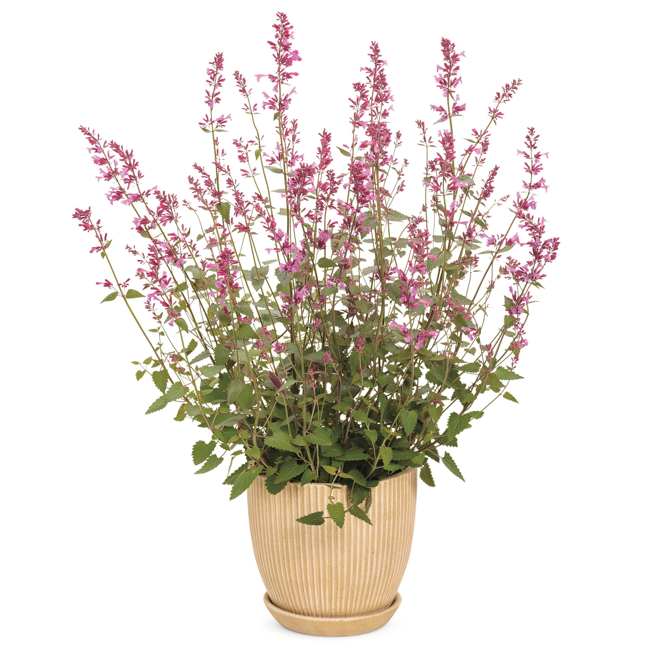 Proven Winners 6" Purple Meant to Bee 'Royal Raspberry' Anise Hyssop Live Plant in 6.5" Pot