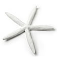thumbnail image 1 of Décoration Simple en Forme d'Étoile de Mer Blanche, 1 of 1