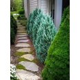 thumbnail image 5 of Blue Point Juniper Tree  3 Live 4 Inch Pots  Juniperus Chinensis  Hardy Evergreen Shrub  Perfect for Landscaping  Low Maintenance Plants, 5 of 9