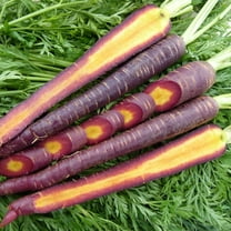 Organic Cosmic Purple Carrot Seed - 500 mg ~350 Seeds - Organic, Non-GMO, Open Pollinated, Heirloom, Vegetable Gardening Seeds