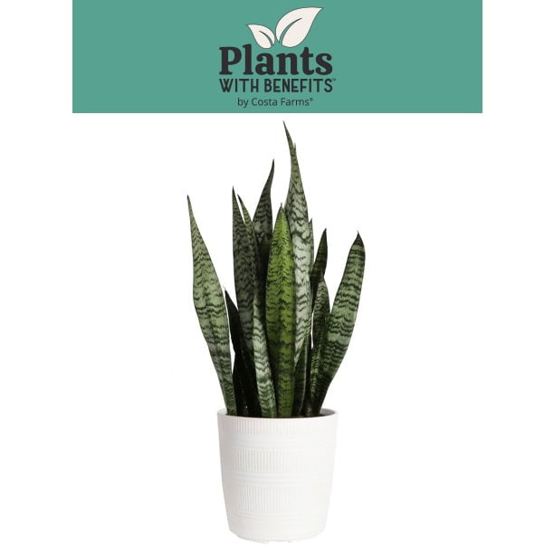 Plants with Benefits Live Green Snake Plant in 10in. Dcor Pot