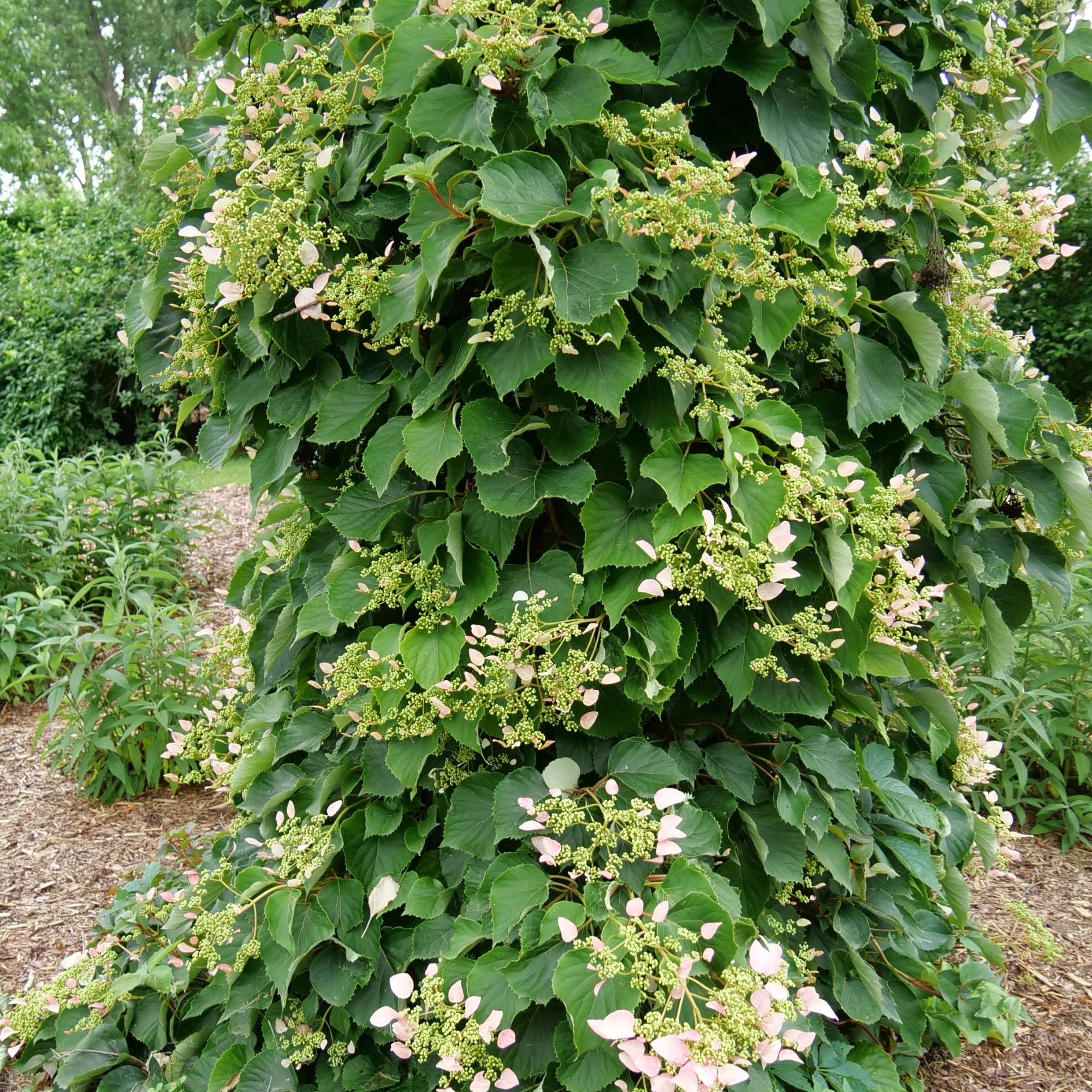 Proven Winners ColorChoice 5" Pink Rose Sensation False Hydrangea-Vine Live Plant in 4.5" Pot (4 Count)