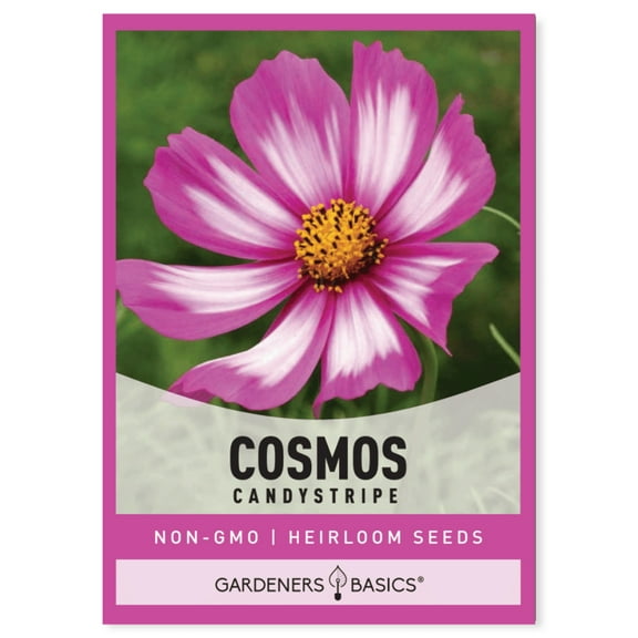 Cosmos Candystripe Seeds