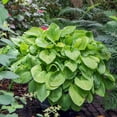 thumbnail image 2 of Direct Gardening August Moon Hosta 1 Gallon Potted Yellow Foilage Shade Perennial Plant, 2 of 5