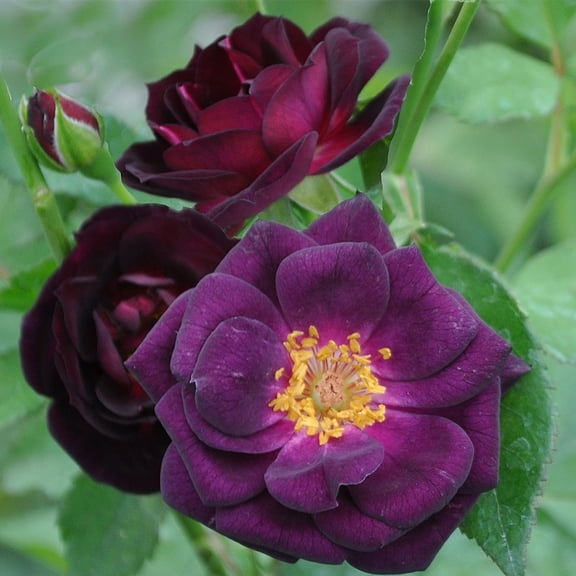 Heirloom Roses Rose Bush - Midnight Blue™ Shrub , Live Rose Plant