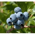 thumbnail image 2 of Blueberry Plant - Live Plant in a 6 Inch Growers Pot - Grower's Choice Based on Health, Beauty and Season - Edible Fruit Bearing Tree for The Patio and Garden, 2 of 5