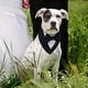 thumbnail image 3 of Bandana formal para boda para perro, collar para perro con pajarita, disfraz de cumpleaños para perro, traje de boda ajustable para fiesta de mascotas, S, 3 of 5