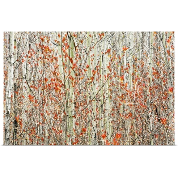 Great BIG Canvas | Rolled Susan Dykstra Poster Print entitled Spring Buds Against Birch Trees; Hymers, Ontario, Canada