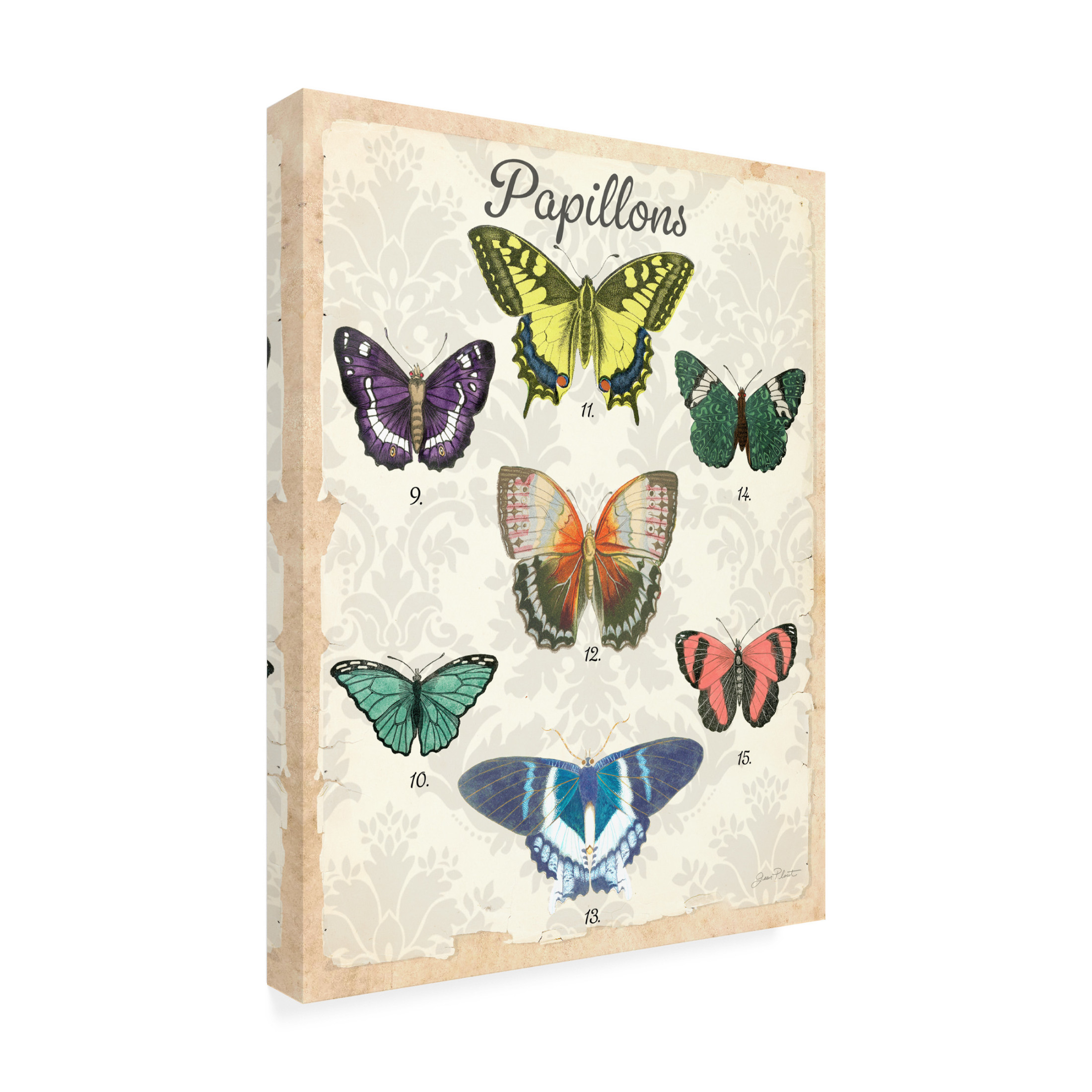 Canvas Wall Art - Jean Plout 'Beautiful Papillon Study B' Wall Art for Living Room, Bedroom, or Office Décor by Trademark Fine Art - 35 x 47 Inches