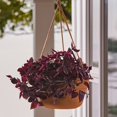 thumbnail image 4 of Cesta colgante Bloem Dura Cotta Resina Terracota 17x32x31cm, 4 of 8