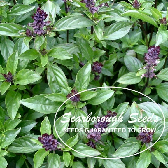 Scarborough Seeds Cinnamon Basil 500 Seeds - Non GMO - Mosquito Repelling