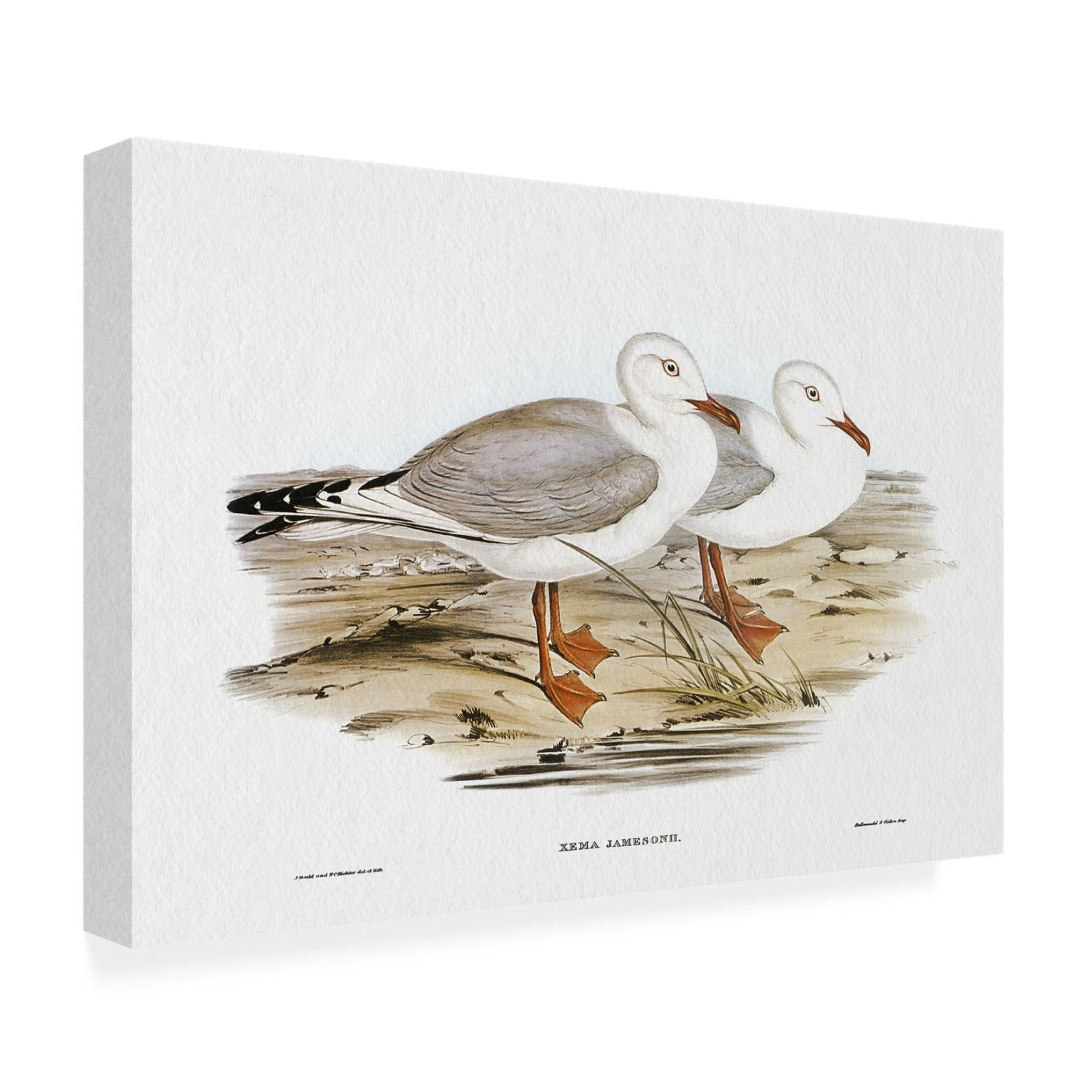 Trademark Fine Art Elizabeth Gould Seabird Pairing VII Canvas Wall Art