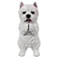 thumbnail image 3 of Playing Westie, 3 of 10