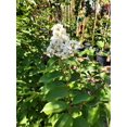 thumbnail image 5 of Crape Myrtle Natchez Plant  1 Large Gallon Size Pot  Lagerstroemia Indica  Ornamental Garden Flowering Tree  White Blooms, 5 of 8