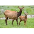 thumbnail image 2 of Wild, Jamie and Judy 24x17 White Modern Wood Framed Museum Art Print Titled - WY-Yellowstone National Park-Elk calf and mother, 2 of 4