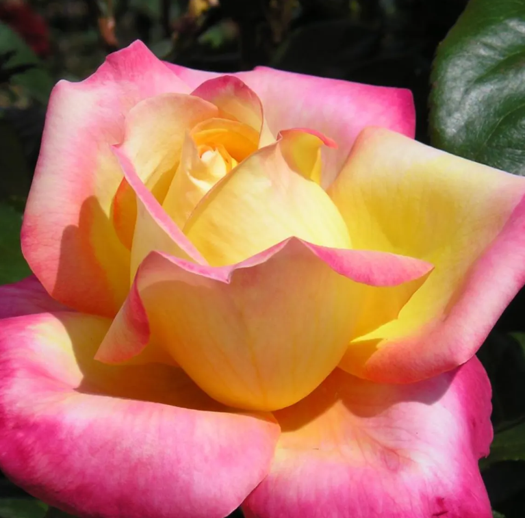 Love Peace Rose Plant Live, Fragrant Hybrid Tea Rose Flowers Well Rooted Plant for Planting Indoor Outdoor, 4 to 8 Inch Tall, Ship No Pot