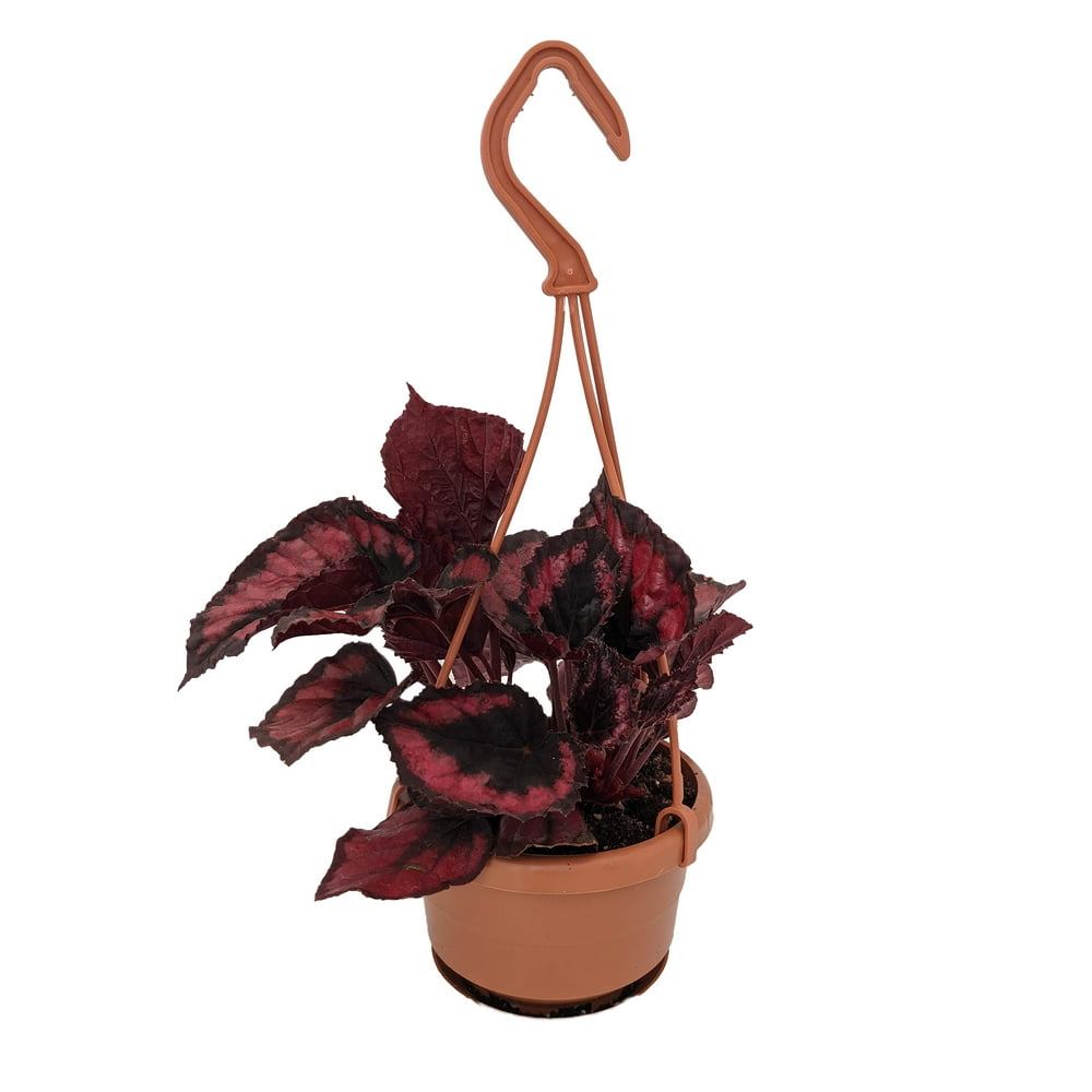 Red Kiss Rex Begonia Plant 4" Mini Hanging Basket Great Houseplant