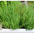 thumbnail image 4 of TomorrowSeeds - 10 "Herb Lovers" Seeds Mix Seeds - 1 Combination Pack - For 2026 Planting Non-GMO, 4 of 11