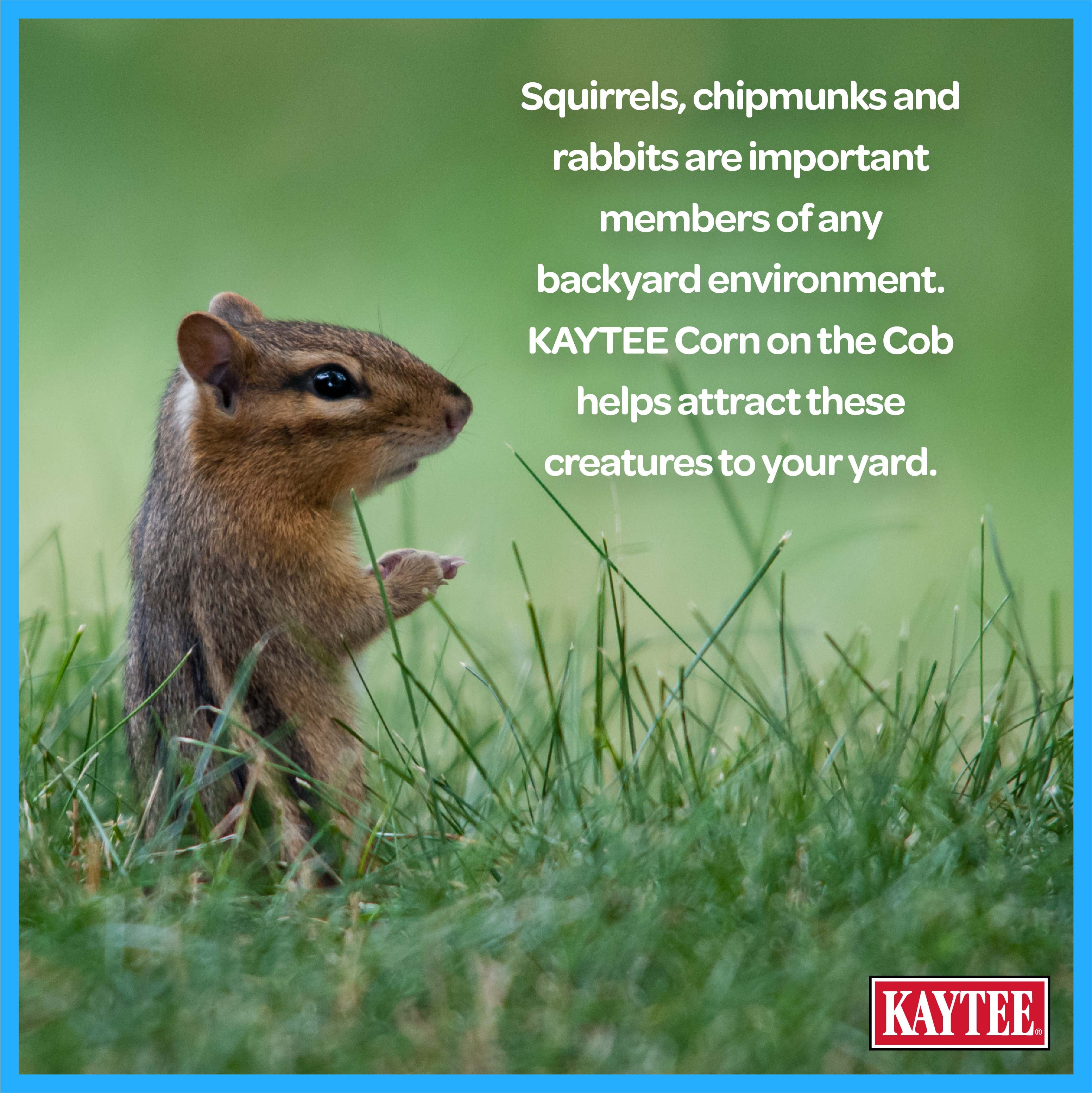 Kaytee Corn on the Cob, Squirrel and Critter Feed, 6.5 lb. Bag, Dry, 1 Pack