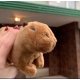 thumbnail image 3 of Capibara De Peluche Juguete Capybara Kawaii Grande 18 Cm Xishao Juguetes, 3 of 3