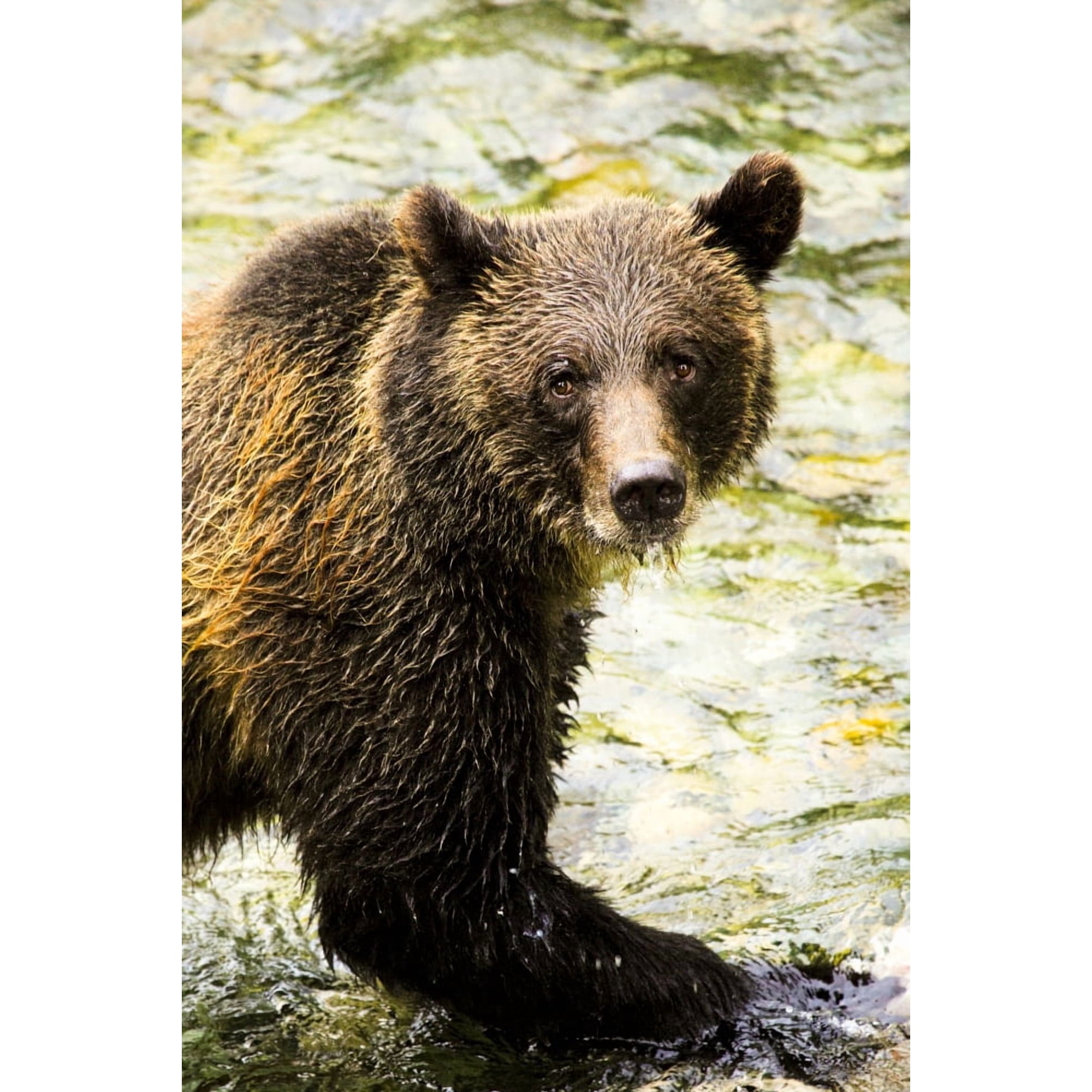 Grizzly Bear Canvas Art - Richard Wear Design Pics (22 x 34)