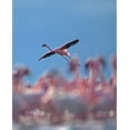 thumbnail image 2 of Fitzharris, Tim 20x24 Gold Ornate Wood Framed with Double Matting Museum Art Print Titled - Lesser Flamingo, 2 of 4