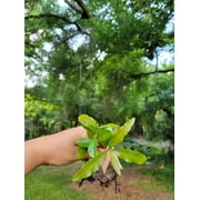 5 Laurel Oak Seedlings Saplings Small Live Plants Trees