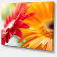 thumbnail image 2 of Fleur de Marguerite Rouge et Jaune - Impression sur Toile Florale, 2 of 4