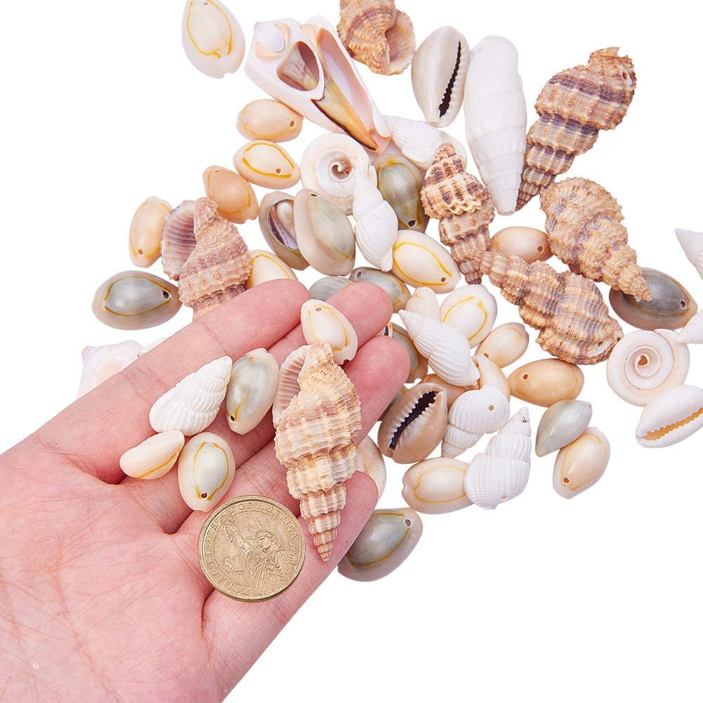  DECHOUS 1 Set Beach Shell Star Seashells Jewelry Charms  Aquarium Decor Small Scallop Seashells Shells for Decoration Miniature  Ornaments Mom Ornament Mother Ocean Sea ​​Shell Natural Shell : Pet Supplies