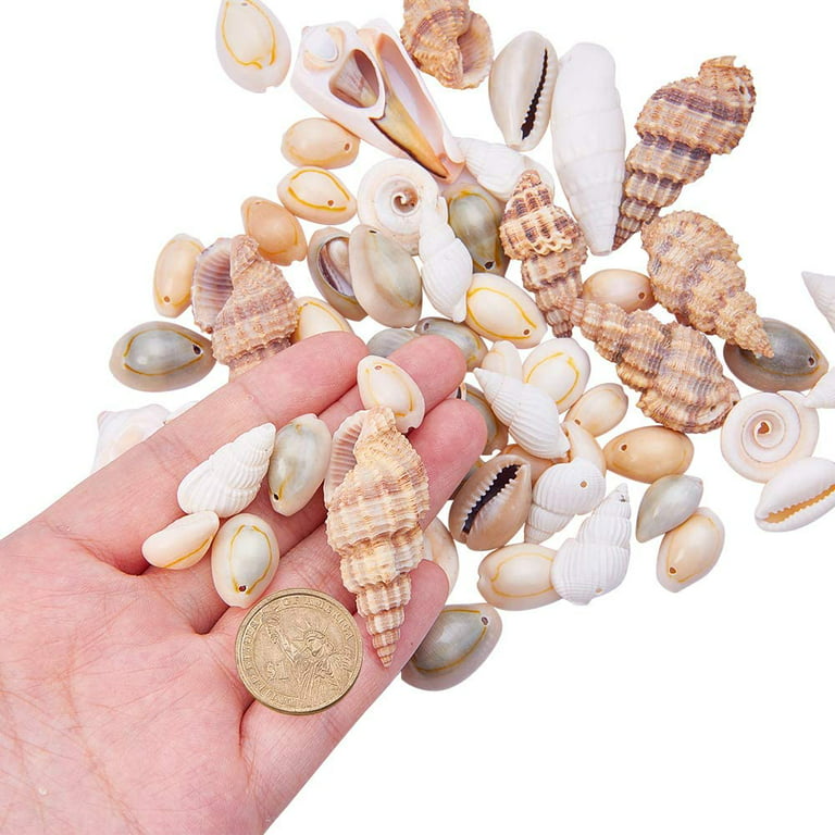 Multi-style Seashells Natural Shells For Crafts Wedding Ornament Nautical  Decor