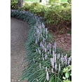 thumbnail image 5 of Evergreen Giant Liriope Muscari - 30 Live Plants - Drought Tolerant Low Maintenance Evergreen Groundcover Grass, 5 of 8