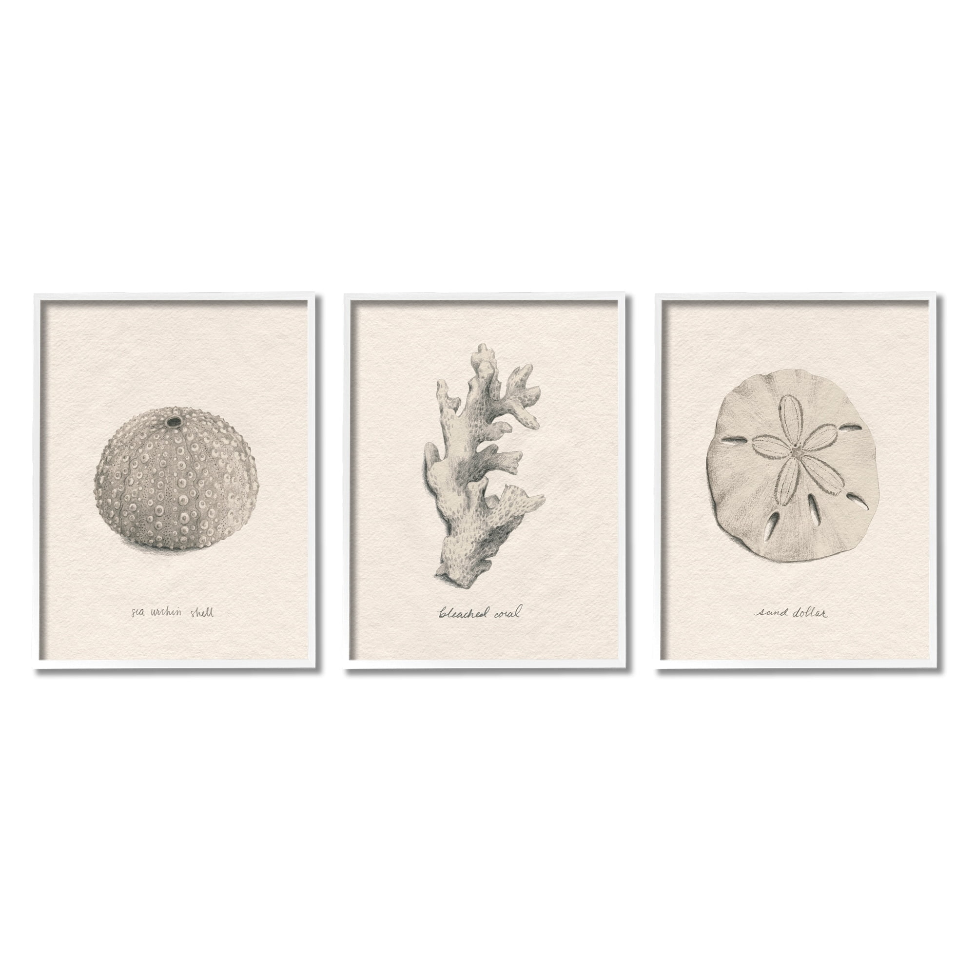 Stupell Industries Aquatic Plant Life Latin Study Coral Sea Urchin Graphic Art White Framed Art Print Wall Art, Set of 3, Design by Grace Popp
