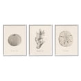 thumbnail image 4 of Stupell Industries Aquatic Plant Life Latin Study Coral Sea Urchin Graphic Art White Framed Art Print Wall Art, Set of 3, Design by Grace Popp, 4 of 5