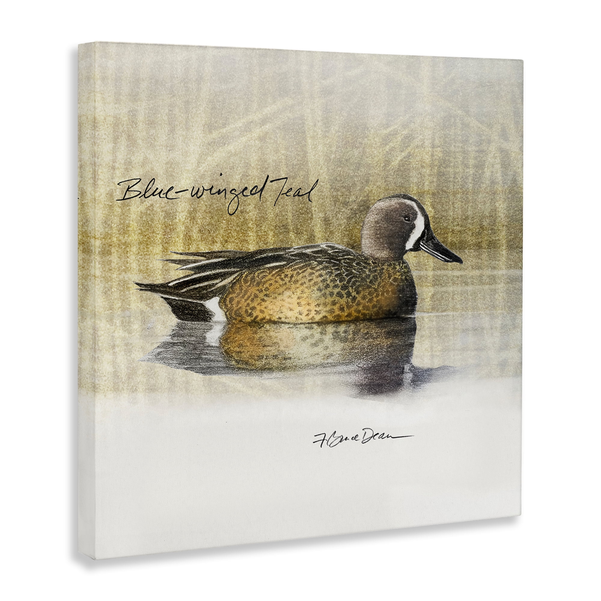 Stupell Industries Blue Winged Teal Duck Animals Painting Wrapped Canvas Art Print Wall Art, 36 x 36