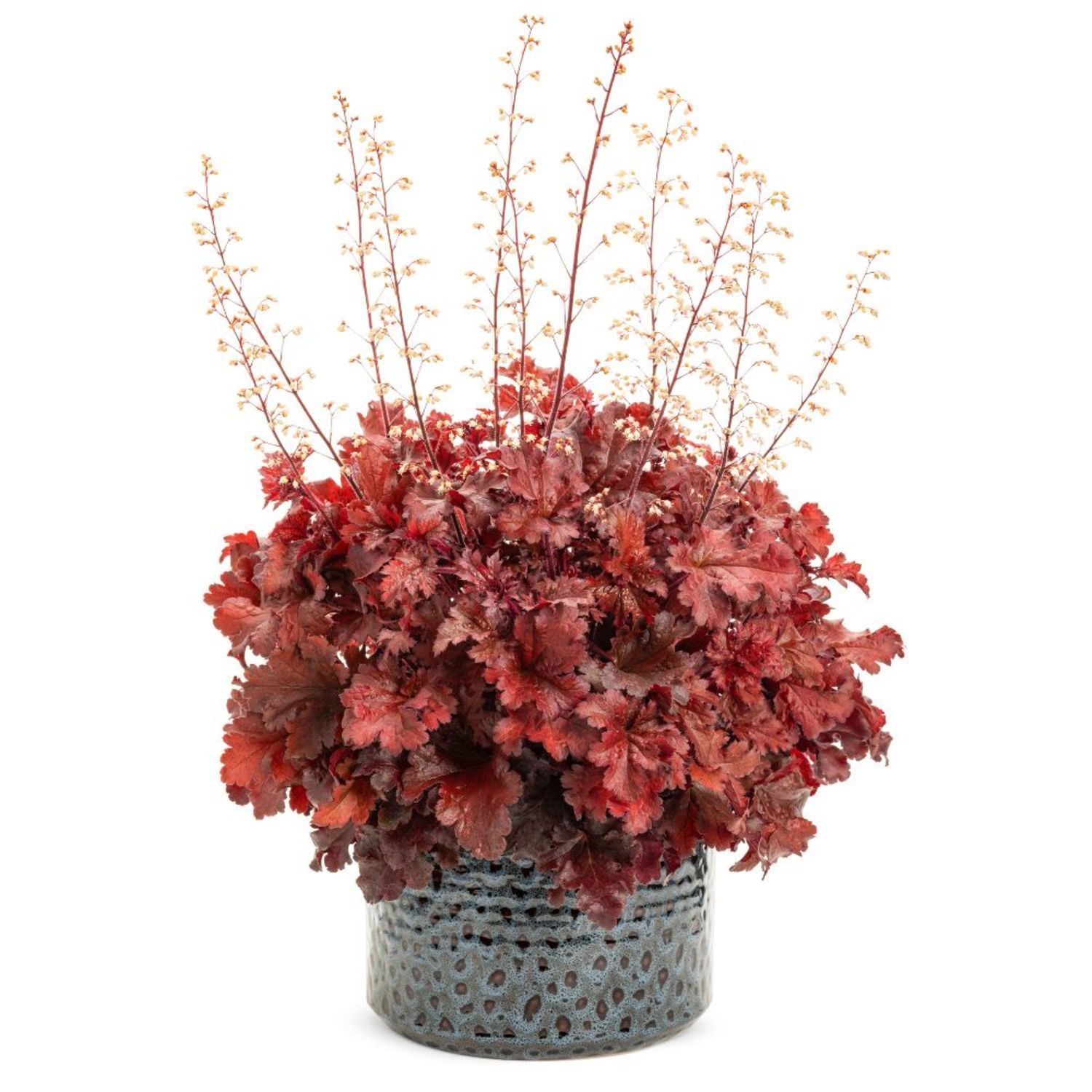 Proven Winners 5" Red Dolce 'Cherry Truffles' Coral Bells Live Plant in 4.5" Pot