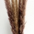 thumbnail image 4 of Phagmites De Hierba De Pampas Secas Pequeñas Decoración De Fragmitas Pequeños De Pampas Pequeños De Hierba De Decoración De Flores Secas Para Bodas En El Hotel Eigraketly HA044444-01, 4 of 6