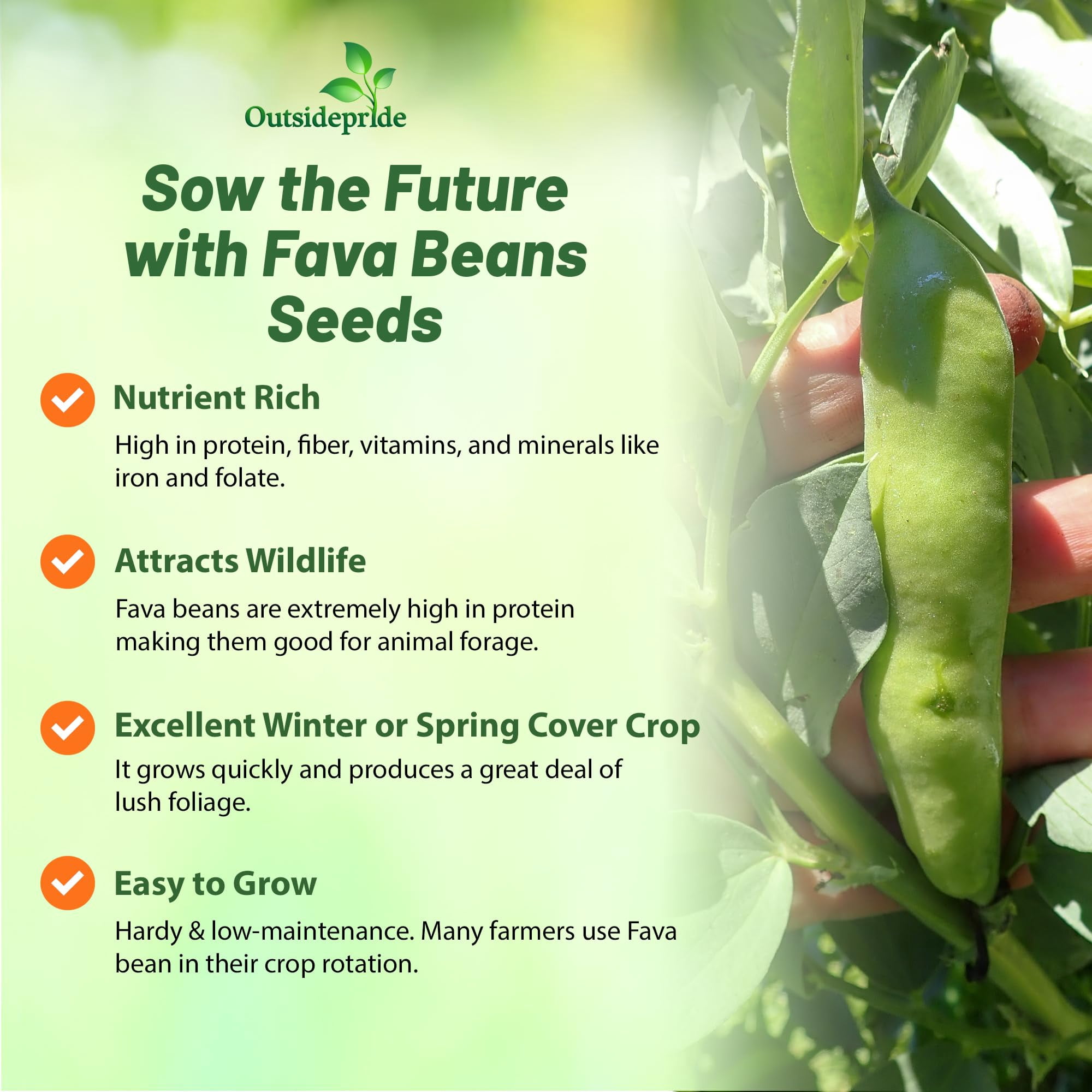 Outsidepride Annual Fava Beans Seeds - 10 lbs. High-Protein Forage Legume Seed for Soil Health Improvement, Erosion Control Support, Pollinator Attraction, Cover Crop, Hay, & Deer Food Plots