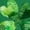 Green-3, variant on Women's St. Patrick's Day Sweatshirts Long Sleeve Shamrock Clover Printed Tops Casual Cute Crewneck Holiday Pullovers